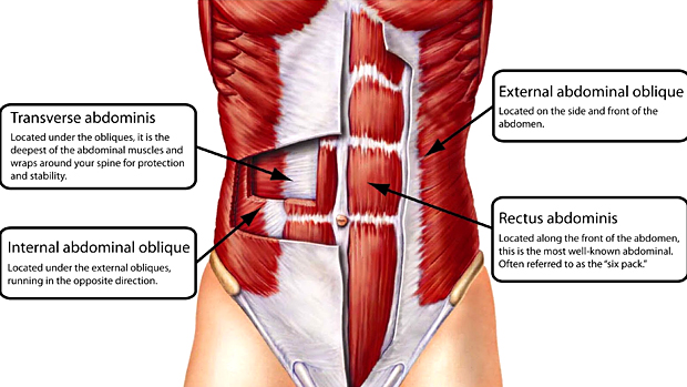 Ab Anatomy