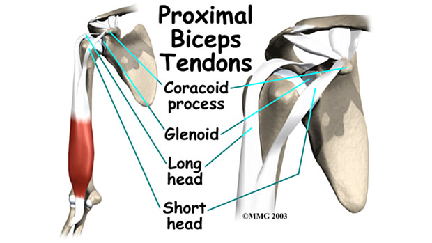 Bicep-Shoulder Anatomy