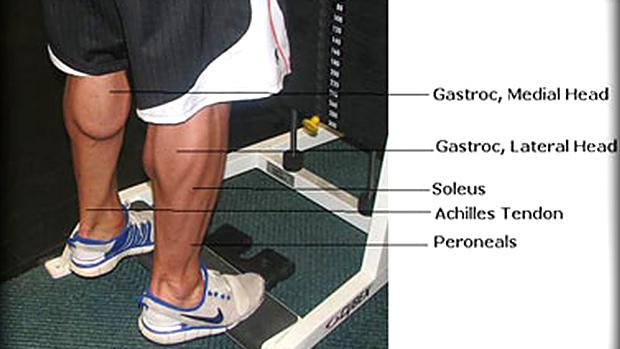 Muscles of the Calf