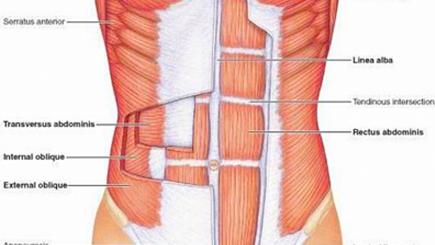 Core Anatomy