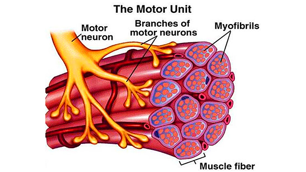 The Motor Unit