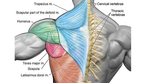 The Posture Cure